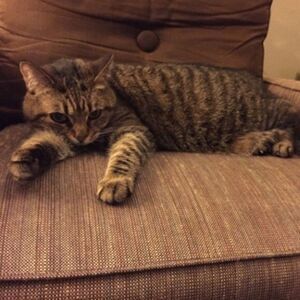 Caturday specials!  Make offers!